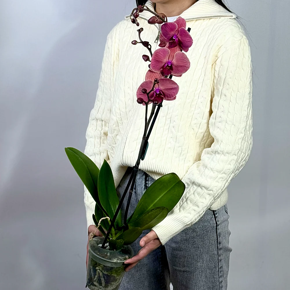 Орхидей в горшке бордовая